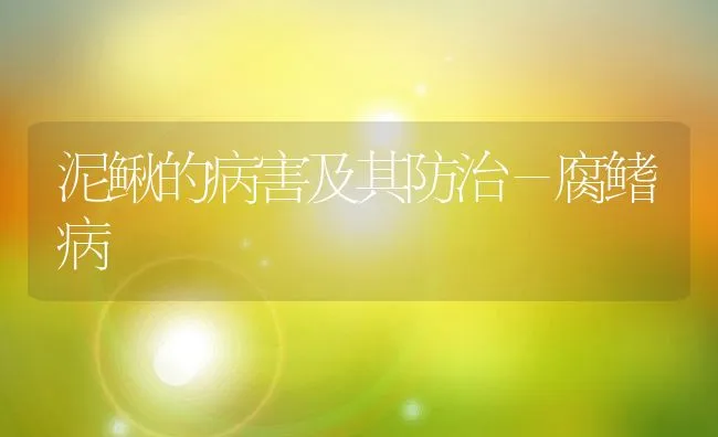 泥鳅的病害及其防治－腐鳍病 | 动物养殖学堂