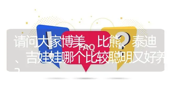 请问大家博美、比熊、泰迪、吉娃娃哪个比较聪明又好养？ | 动物养殖问答