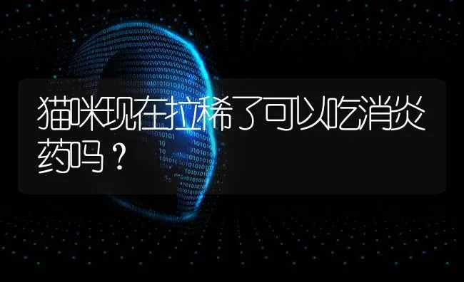 猫咪现在拉稀了可以吃消炎药吗？ | 动物养殖问答