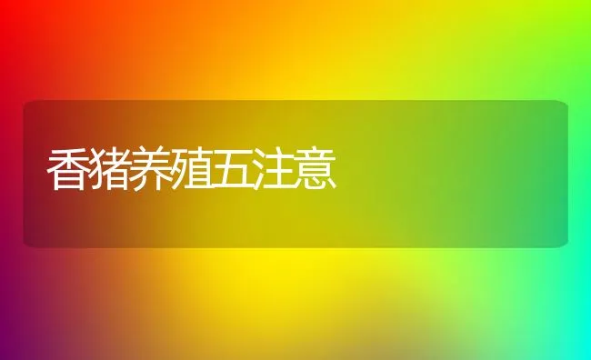 香猪养殖五注意 | 动物养殖饲料