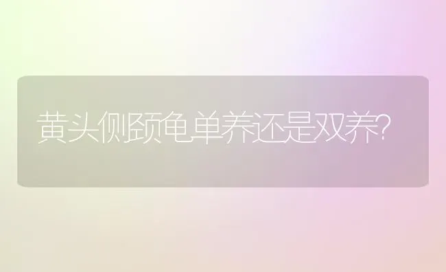 黄头侧颈龟单养还是双养？ | 动物养殖问答