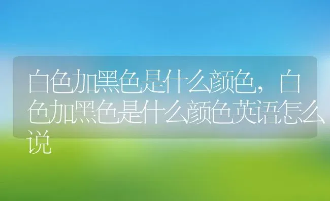 白色加黑色是什么颜色,白色加黑色是什么颜色英语怎么说 | 宠物百科知识