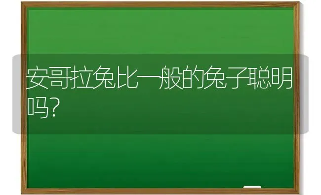 安哥拉兔比一般的兔子聪明吗？ | 动物养殖问答