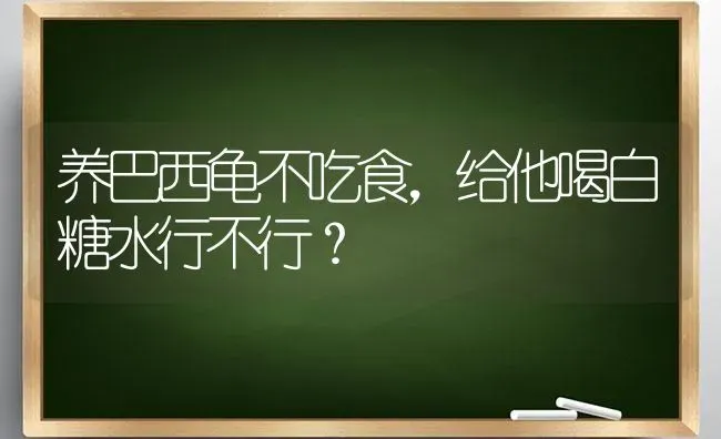 吉娃娃多肉植物为什么比普通多肉植物贵？ | 动物养殖问答