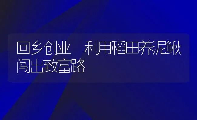 回乡创业 利用稻田养泥鳅闯出致富路 | 动物养殖百科