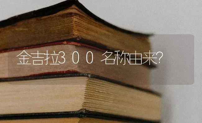 金吉拉300名称由来？ | 动物养殖问答