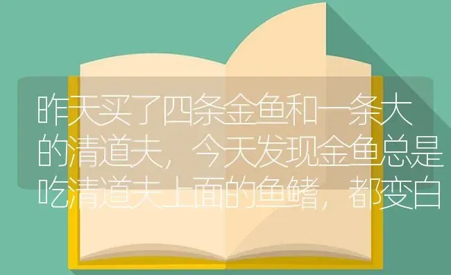 昨天买了四条金鱼和一条大的清道夫，今天发现金鱼总是吃清道夫上面的鱼鳍，都变白了，它能不能死啊？应该？ | 鱼类宠物饲养