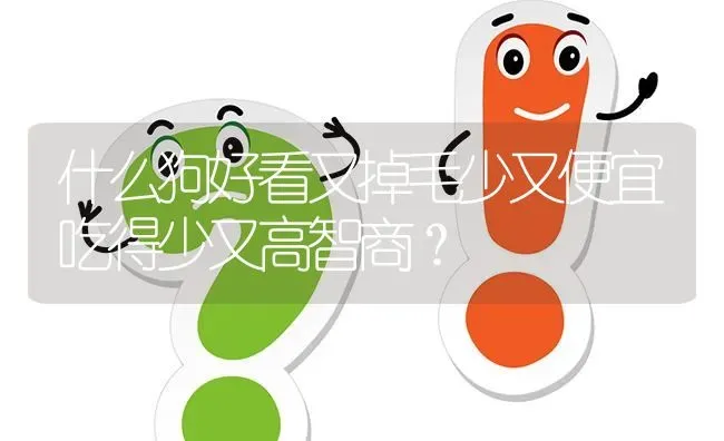 什么狗好看又掉毛少又便宜吃得少又高智商？ | 动物养殖问答