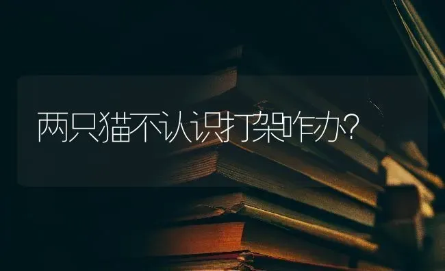 两只猫不认识打架咋办？ | 动物养殖问答