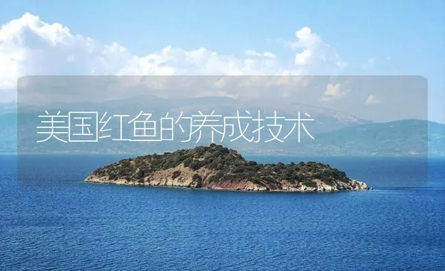 美国红鱼的养成技术 | 海水养殖技术