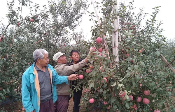 苹果霉心病的综合防治技术