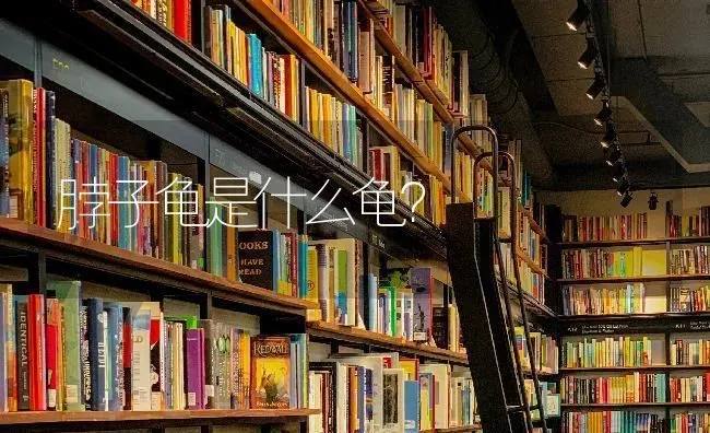 吉娃娃串土狗的寿命？ | 动物养殖问答