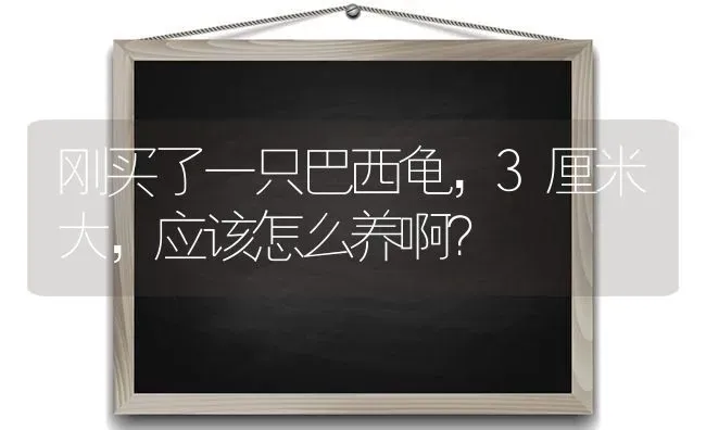 刚买了一只巴西龟，3厘米大，应该怎么养啊？ | 动物养殖问答