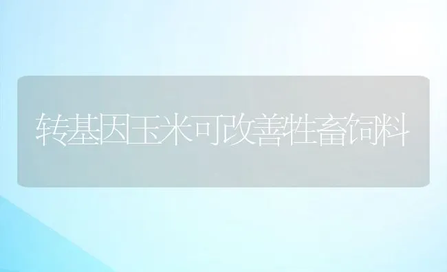 转基因玉米可改善牲畜饲料 | 动物养殖学堂