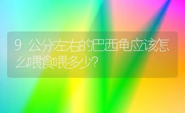 9公分左右的巴西龟应该怎么喂食喂多少？ | 动物养殖问答