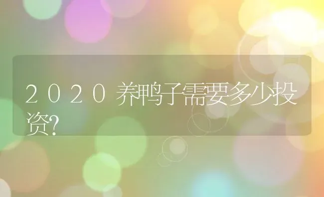 2020养鸭子需要多少投资？ | 动物养殖百科