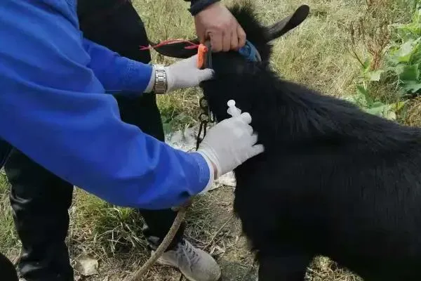 三联四防冬季能打吗