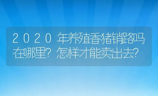 2020年养殖香猪销路吗在哪里？怎样才能卖出去？ | 动物养殖百科