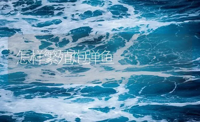 怎样繁殖炮弹鱼 | 海水养殖技术