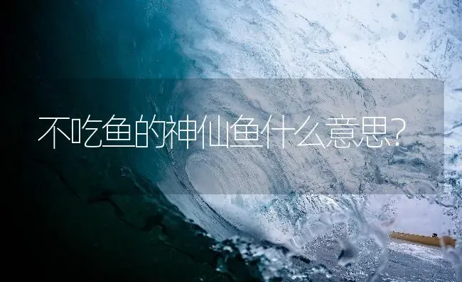 不吃鱼的神仙鱼什么意思？ | 鱼类宠物饲养