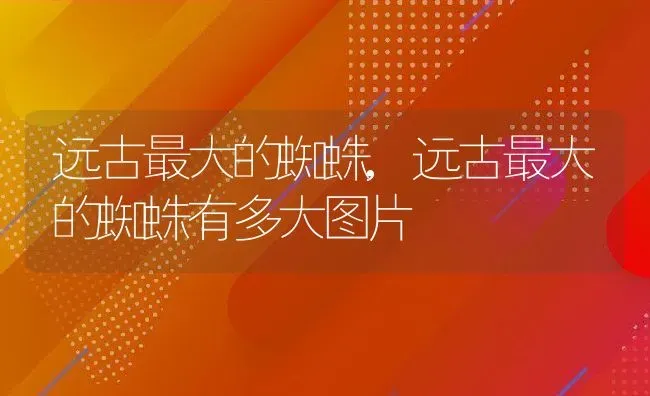 远古最大的蜘蛛,远古最大的蜘蛛有多大图片 | 宠物百科知识