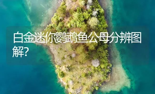 鹩哥能吃人吃的东西吗？ | 动物养殖问答