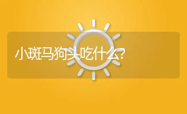 小斑马狗头吃什么？ | 鱼类宠物饲养