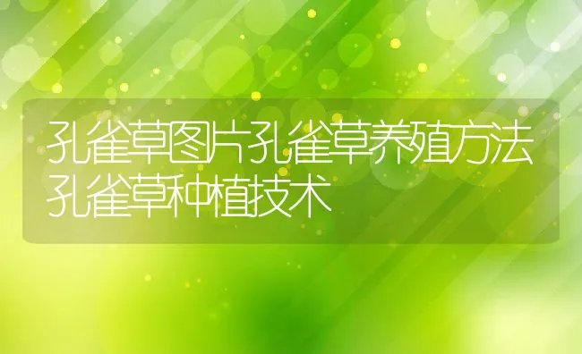 孔雀草图片孔雀草养殖方法孔雀草种植技术 | 水产养殖知识