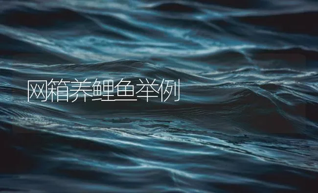 网箱养鲤鱼举例 | 海水养殖技术