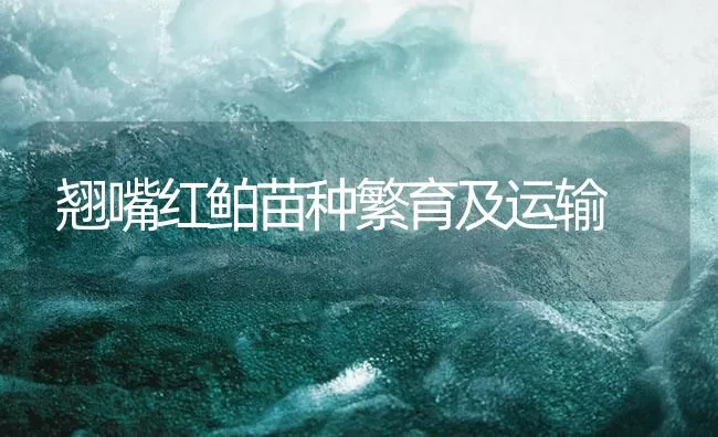 翘嘴红鲌苗种繁育及运输 | 海水养殖技术