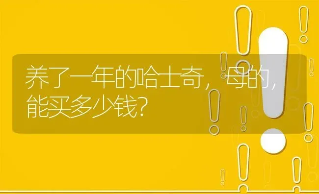 养了一年的哈士奇，母的，能买多少钱？ | 动物养殖问答