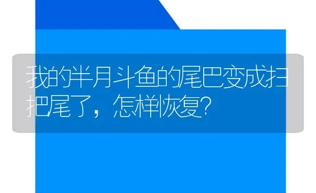 我的半月斗鱼的尾巴变成扫把尾了，怎样恢复？ | 鱼类宠物饲养