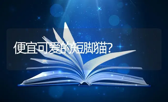 便宜可爱的短脚猫？ | 动物养殖问答