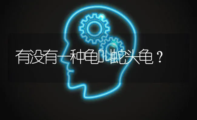 有没有一种龟叫蛇头龟？ | 动物养殖问答