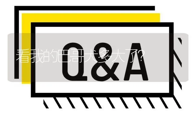 看我的巴哥犬多大了？ | 动物养殖问答