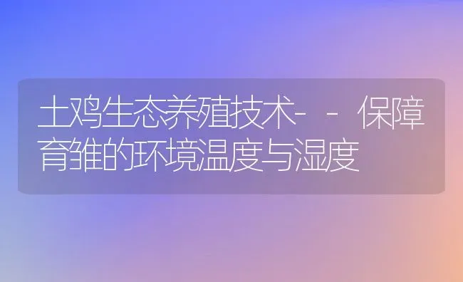 土鸡生态养殖技术--保障育雏的环境温度与湿度 | 动物养殖教程