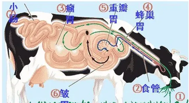 牛反刍的特点