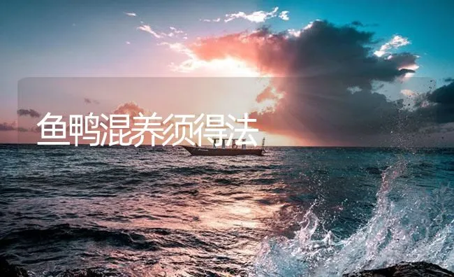 鱼鸭混养须得法 | 海水养殖技术