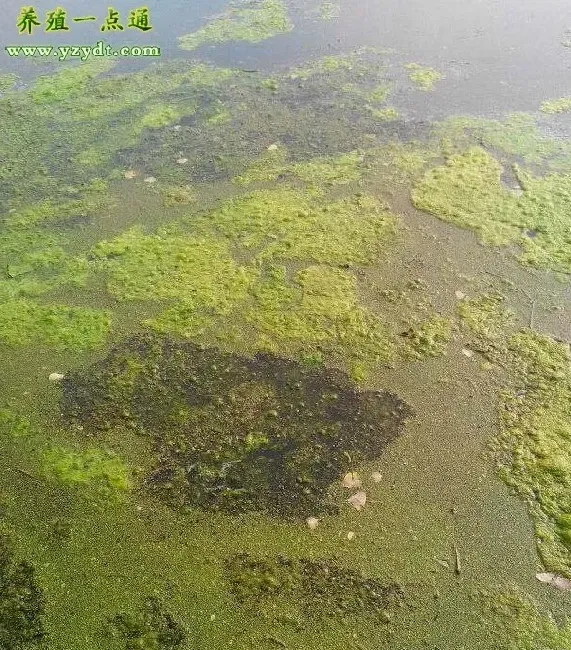 河蟹池塘青苔的来源和防控，水质调控是水产养殖的基础