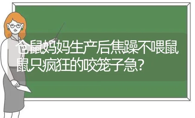 仓鼠妈妈生产后焦躁不喂鼠鼠只疯狂的咬笼子急？ | 动物养殖问答