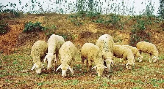 养绵羊赚钱吗？绵羊养殖前景及市场价格行情分析