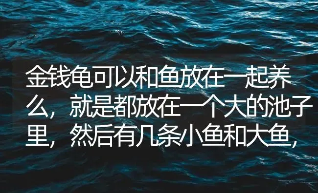 金钱龟可以和鱼放在一起养么，就是都放在一个大的池子里，然后有几条小鱼和大鱼，一只金钱龟？ | 鱼类宠物饲养