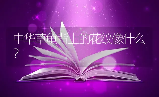 中华草龟背上的花纹像什么？ | 动物养殖问答