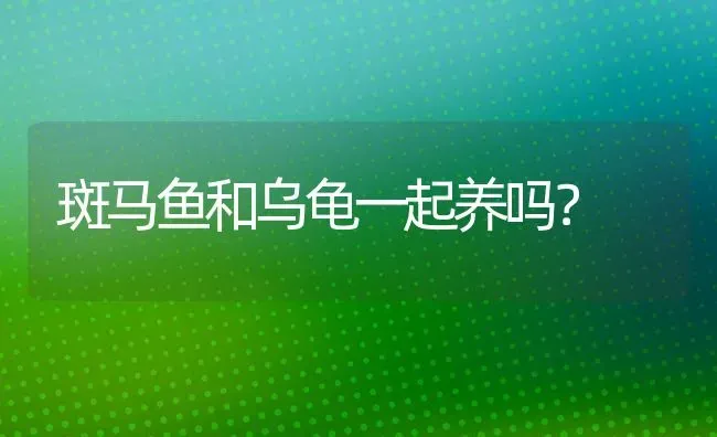 斑马鱼和乌龟一起养吗？ | 动物养殖问答