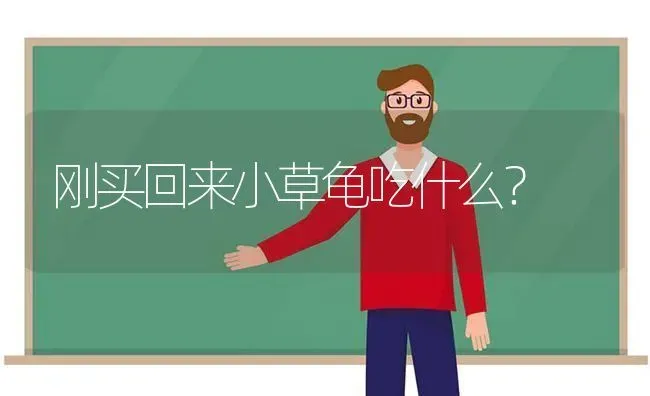 刚买回来小草龟吃什么？ | 动物养殖问答