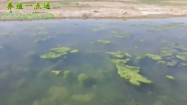 河蟹池塘青苔的来源和防控，水质调控是水产养殖的基础