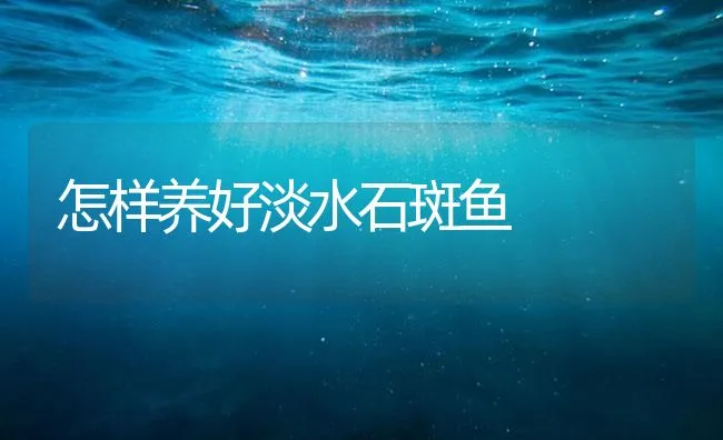 怎样养好淡水石斑鱼 | 海水养殖技术