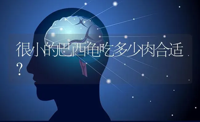 很小的巴西龟吃多少肉合适？ | 动物养殖问答