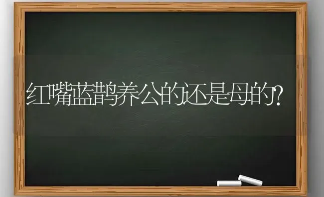 红嘴蓝鹊养公的还是母的？ | 动物养殖问答