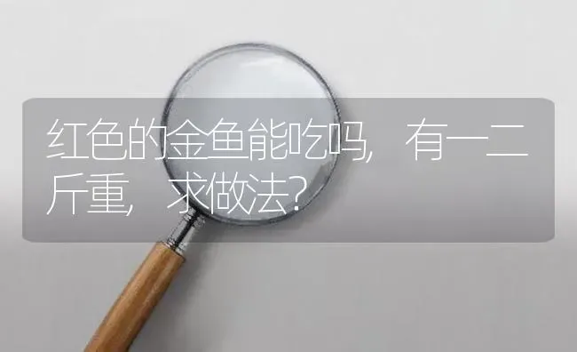 红色的金鱼能吃吗,有一二斤重,求做法？ | 鱼类宠物饲养